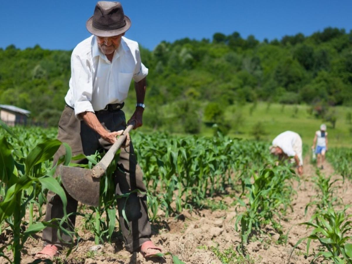 Día Mundial de la Agricultura: campo colombiano y trabajo campesino